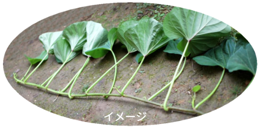 ※写真はさつまいもの副産物となる「芋づる」の一部分が拡大された写真（イメージ）