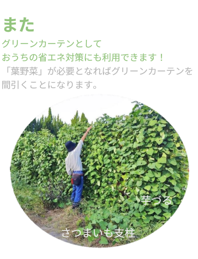 また、グリーンカーテンとして「おうちの省エネ対策」にも利用できます！「葉野菜」が必要となればグリーンカーテンを間引くことになります。※写真にはさつまいも垂直栽培「専用支柱」を使った芋づるの垂直栽培と男性を正面から見た状態が写っています。