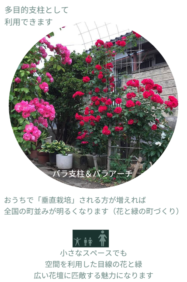 ※写真にはバラ支柱使っバラアーチにバラが咲いている状態が写っています。