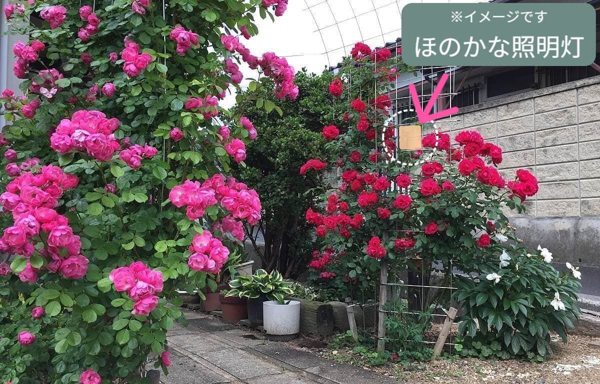 img20201108192945994148.jpg