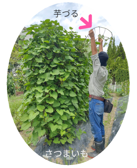 垂直栽培の薄さを証明する側面写真。人の背丈ほどの高さがありながら、奥行きはわずか数十センチ（新聞紙1枚程度のスペース）しかないことを視覚的に実証。 / Side profile photo proving the compact nature of vertical cultivation. Visually demonstrates that despite its height, the depth is only tens of centimeters (about the space of a spread newspaper).