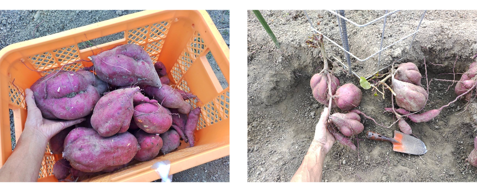 収穫成果と構造の透明性を示す2枚組写真。左はコンテナ山盛りの巨大な芋と手の比較で「収穫量」を、右は支柱背面に添えた手で「メッシュの透け感」を強調。 / Two-photo set showing harvest results and structural transparency. Left: Huge sweet potatoes in a crate compared to a hand (Yield). Right: A hand seen through the mesh from behind (Transparency).