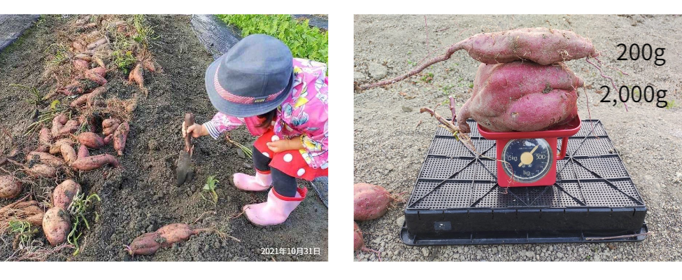 「楽しさ」と「驚き」の2枚組写真。左：子供でも簡単に収穫できるレジャー性。右：計量中の写真。巨大な芋1個 で2kg（針が0に戻る）あるため、あえて小芋（200g）を追加して針を動かし、合計2.2kgであることを視覚的に証明。 / Two-photo set showing "Fun" and "Surprise." Left: A child easily harvesting (Leisure). Right: Weighing the harvest. Since the massive potato alone weighs exactly 2kg (resetting the needle to 0), a small potato (200g) is added to show a total of 2.2kg, visually proving the weight.