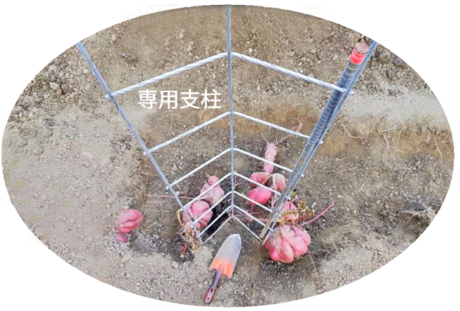 収穫時の接写画像。移植ゴテと比較しても巨大なさつまいもと、それを支えていた「バラ用支柱」と「鉄筋杭」の結束部。まち針のように縫う固定方法（意匠登録済デザイン）だけで、重い芋を支えきった実力を証明。 / Close-up photo at harvest. Shows huge sweet potatoes (compared to a trowel) and the connection point of the "Rose Trellis" and "Steel Stake." Proves that the "sewing-pin" style fixation (Registered Design) alone is strong enough to support the heavy crop.