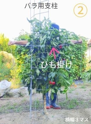 支柱とピーマンの後ろから支柱にヒモ掛けをしている男性