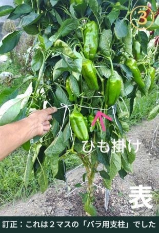 ピーマンが沢山収穫できている状態（専用支柱の表側）