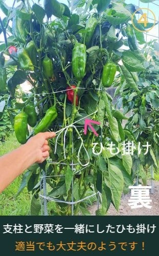 ピーマンが沢山収穫できている状態（専用支柱の裏側）