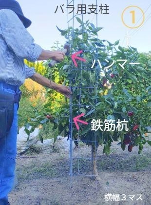 支柱とピーマンの後ろから支柱にヒモ掛けをしている男性