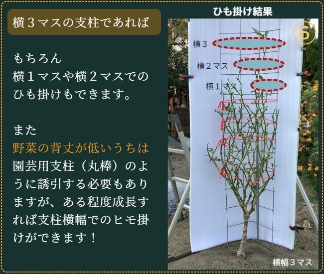 ヒモ掛けが済んだピーマンの葉を除去した状態（正面から）
