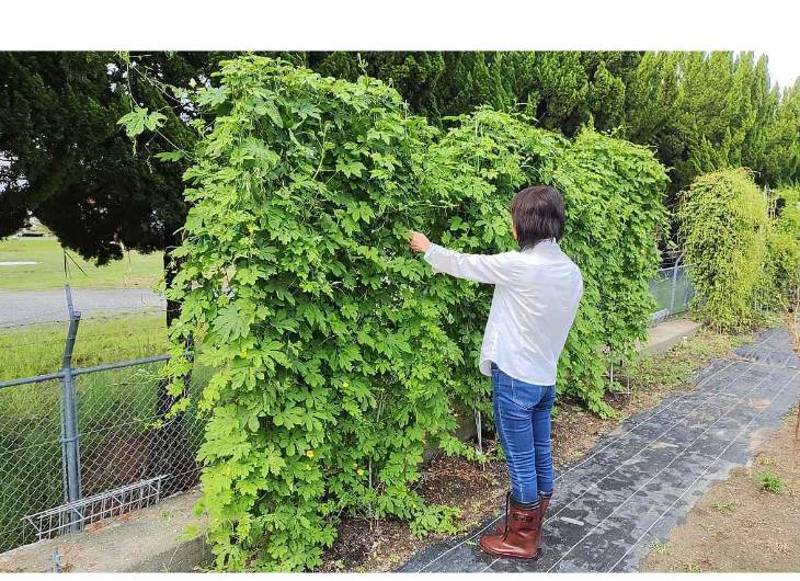 「バラ用支柱」のコンセプト画像。「目線の高さで楽しめる垂直栽培の魅力」。高さ200cmの支柱が、花や緑を人の視界レベル（アイレベル）まで持ち上げ、美しい景観を作ると同時に、外部からの視線を自然に遮る「見せないガード」としての機能を示唆。 / Concept text: "Charm of Vertical Cultivation enjoyed at Eye Level." Indicates that the 200cm trellis lifts plants to human height, creating a beautiful floral landscape that also serves as a natural privacy shield against outside eyes.