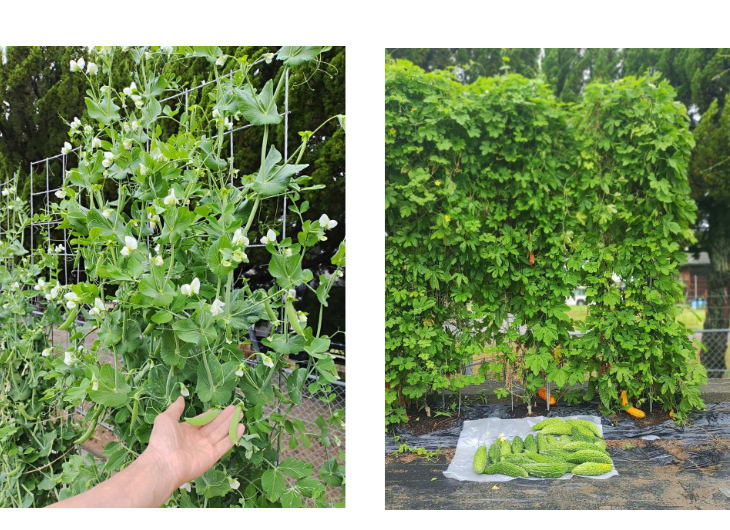 「バラ用支柱」のコンセプト画像。「目線の高さで楽しめる垂直栽培の魅力」。高さ200cmの支柱が、花や緑を人の視界レベル（アイレベル）まで持ち上げ、美しい景観を作ると同時に、外部からの視線を自然に遮る「見せないガード」としての機能を示唆。 / Concept text: "Charm of Vertical Cultivation enjoyed at Eye Level." Indicates that the 200cm trellis lifts plants to human height, creating a beautiful floral landscape that also serves as a natural privacy shield against outside eyes.