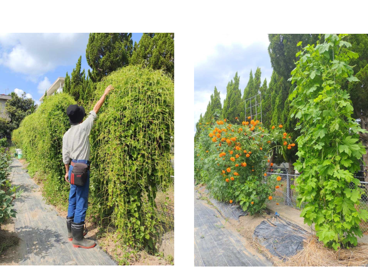 「バラ用支柱」のコンセプト画像。「目線の高さで楽しめる垂直栽培の魅力」。高さ200cmの支柱が、花や緑を人の視界レベル（アイレベル）まで持ち上げ、美しい景観を作ると同時に、外部からの視線を自然に遮る「見せないガード」としての機能を示唆。 / Concept text: "Charm of Vertical Cultivation enjoyed at Eye Level." Indicates that the 200cm trellis lifts plants to human height, creating a beautiful floral landscape that also serves as a natural privacy shield against outside eyes.