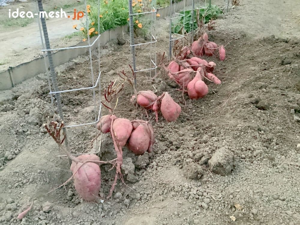 ※写真は専用支柱を側面上から見た状態（さつまいもを収穫中）