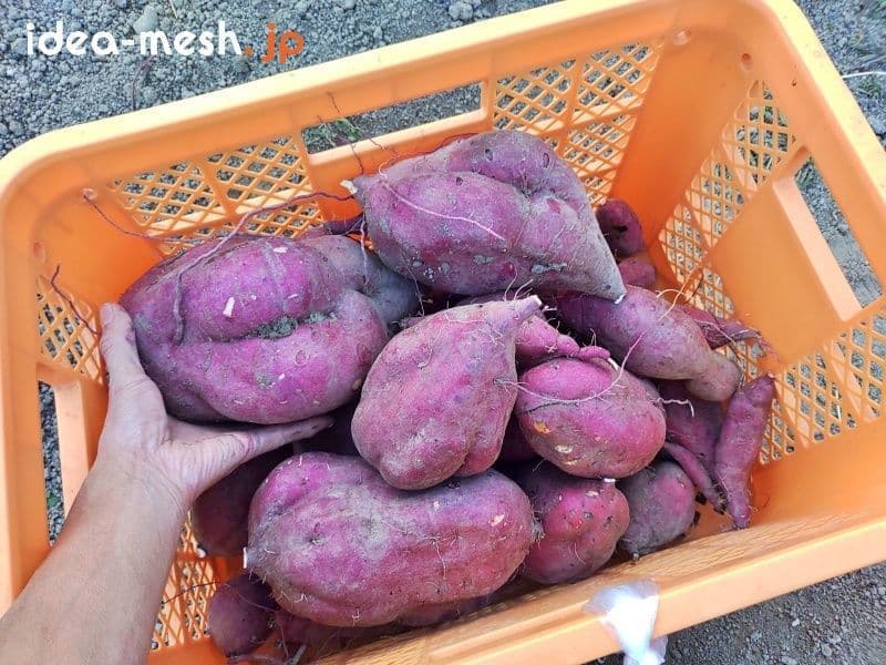 さつま芋を収穫してキャリーに入れている状態