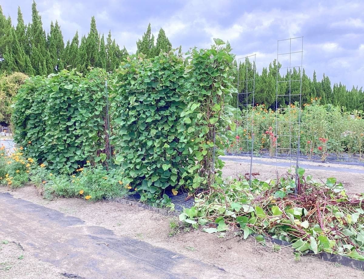 芋づるを一部撤去した状態。専用支柱がこれほど膨大な量の芋づるを内側からしっかり支え、垂直栽培を可能にしています