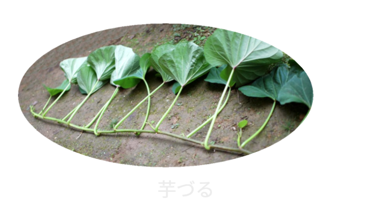 夏野菜としておすすめの芋づる