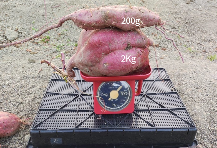 垂直栽培で育った2kgの巨大なさつまいもと通常サイズの比較