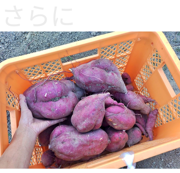 秋に収穫したカゴいっぱいのさつまいも