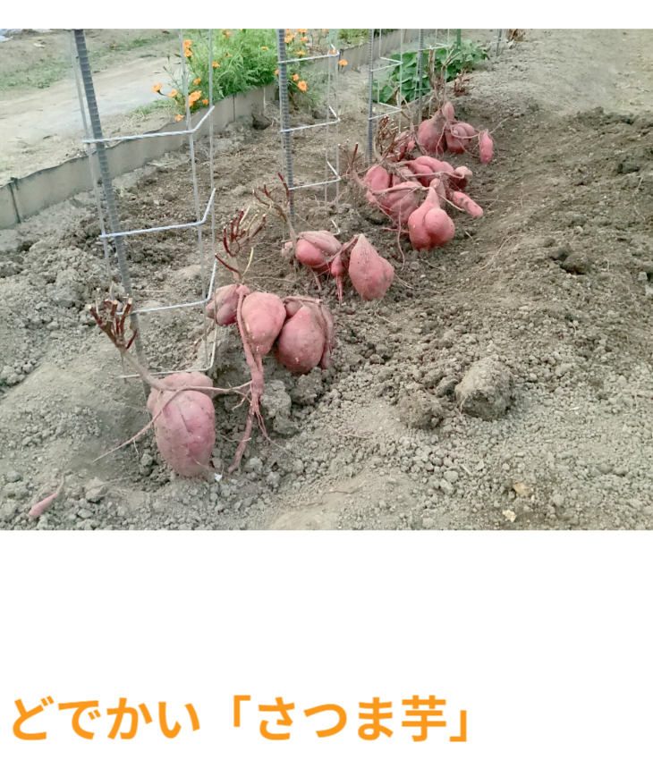 秋には土の中からどでかいさつまいも