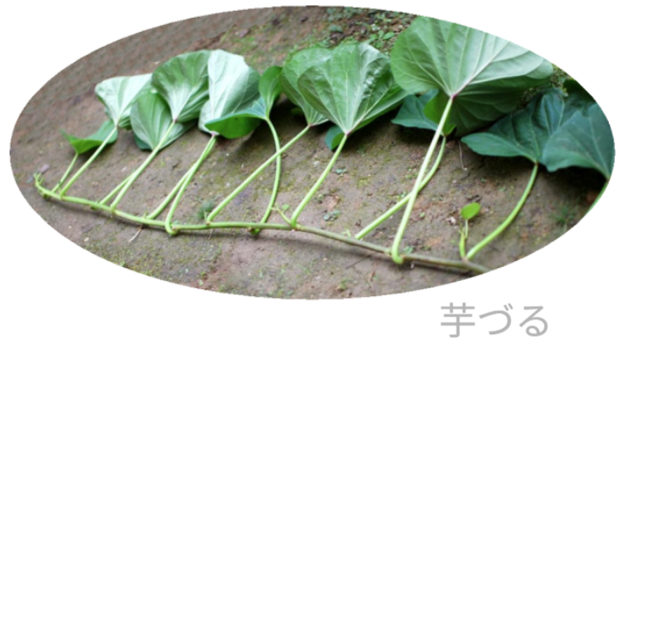 新聞紙1枚のスペースで肥料と農薬に頼らない芋づるの垂直栽培