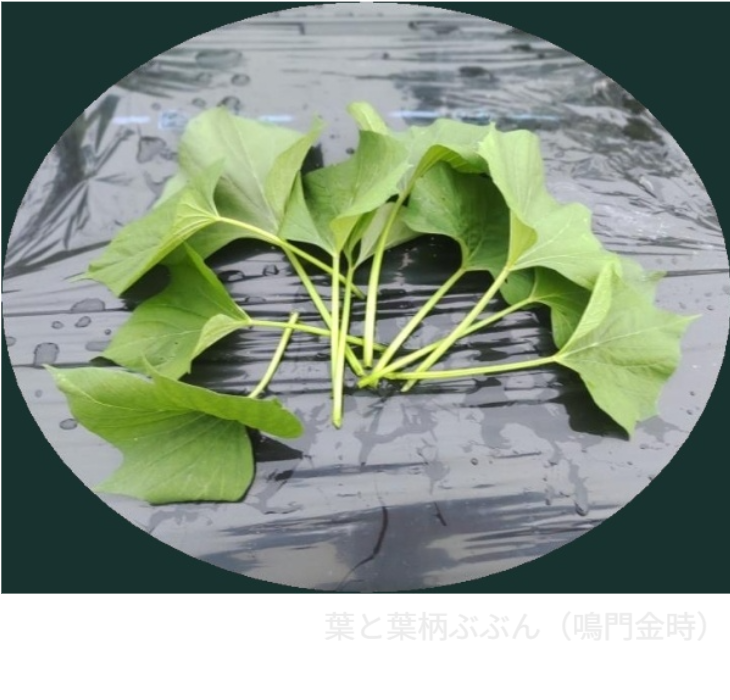 家庭菜園で育てた鳴門金時の芋づる（葉と茎）。暑い夏を乗りきるとっておきの絶品野菜！
