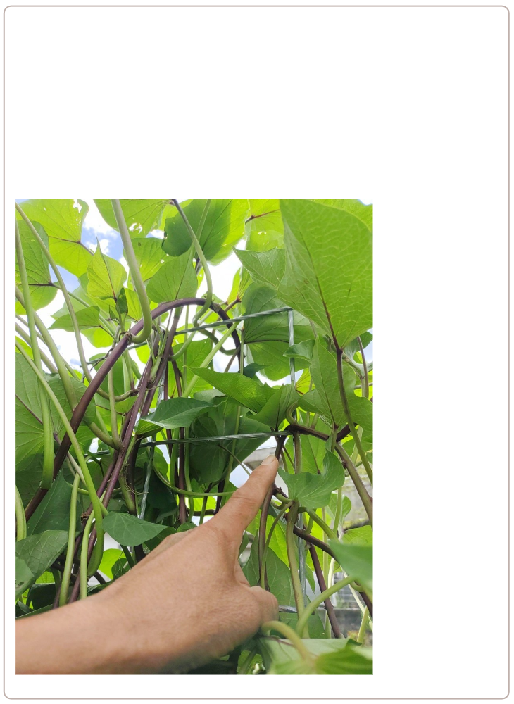 アイデアメッシュの理念（夢）を伝えるメッセージ画像。ロゴと共に「犯罪の少ない安心なまちづくり」というビジョンを掲げ、バラ用支柱がその一助となることを願う宣言文。前半の「機能解説」から、後半の「社会実装」へとテーマを繋ぐ、サイト構成上の重要な分岐点。 / Corporate philosophy image featuring the "Idea Mesh" logo and the word "Dream." Declares the vision of "building safe towns with less crime," expressing the hope that the Rose Trellis will serve this cause. Acts as a strategic bridge moving from product features to social implementation.