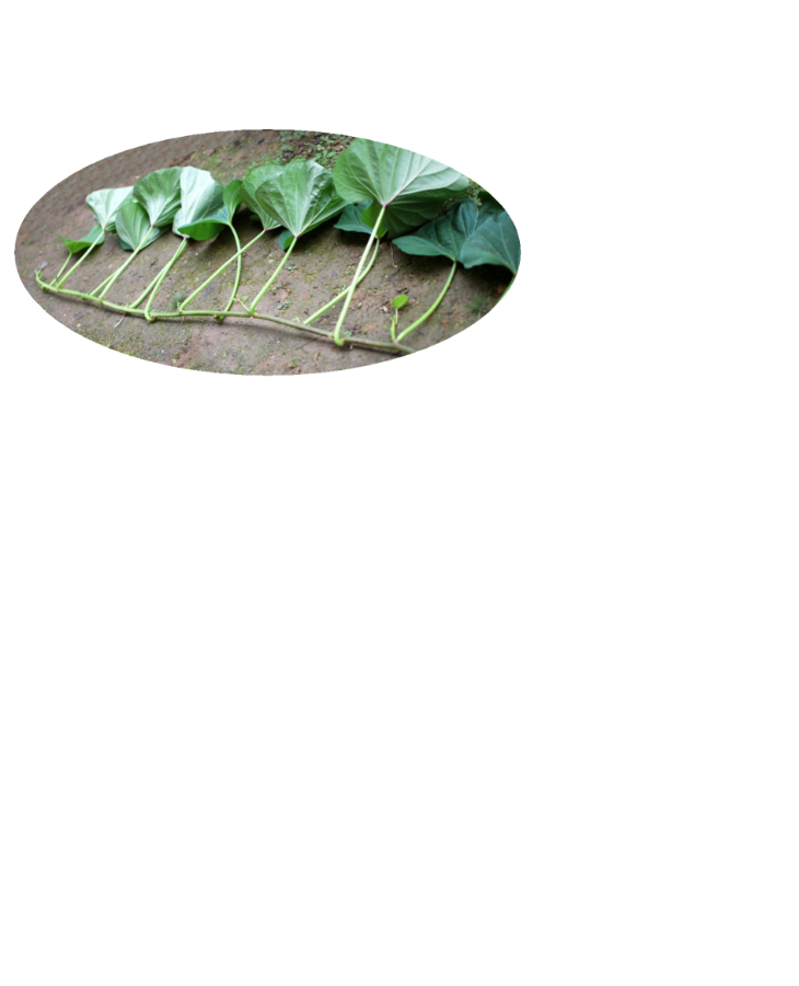 夏場の収穫では、収穫後あっという間に葉がしおれてしまうため、スーパーなどの流通ルートには載せることができないのです。