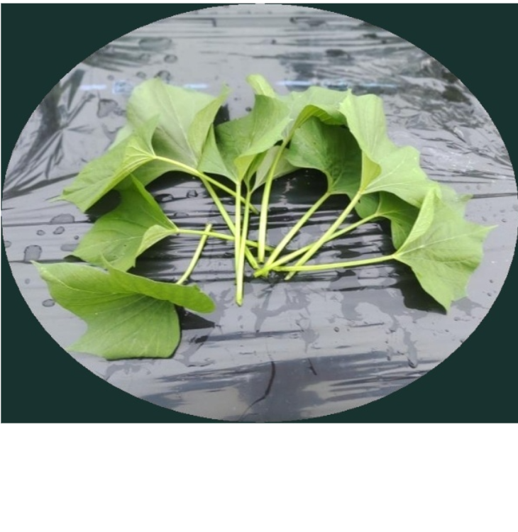 家庭菜園で収穫した新鮮な芋づる。葉っぱと葉柄ぶぶん（鳴門金時）
