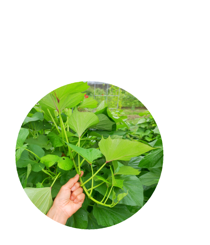 収穫方法は、葉柄の付け根付近で爪を立てると折れます!