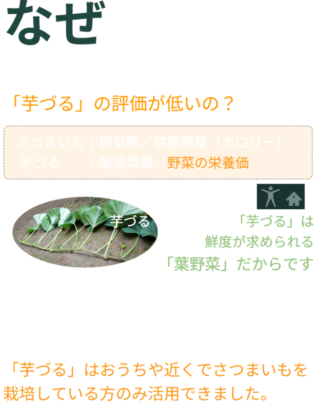 なぜ、過去の食料危機で「芋づる」の評価が低いの？「芋づる」は鮮度が求められる「葉野菜」だからです。「芋づる」を地産地消で栽培しても、収穫、出荷配送で大変なコストが必要で鮮度も落ちます。「芋づる」はおうちや近くでさつまいもを栽培している方のみ活用できました。