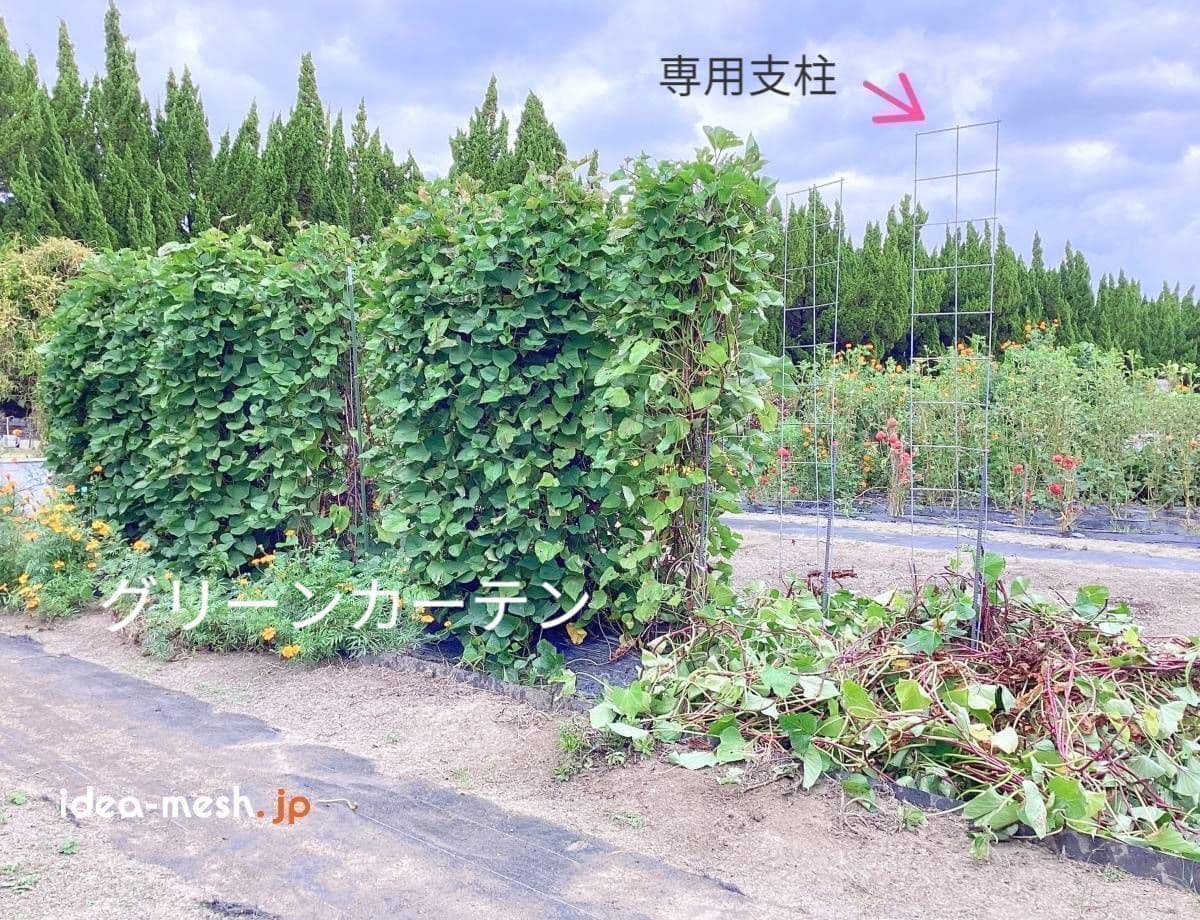 ※写真は垂直栽培『専用支柱』で育ったさつまいもの芋づるが有るものと無いものが混在している状態。芋づる垂直栽培で芋づるの撤去前後の状態が良く理解できる写真