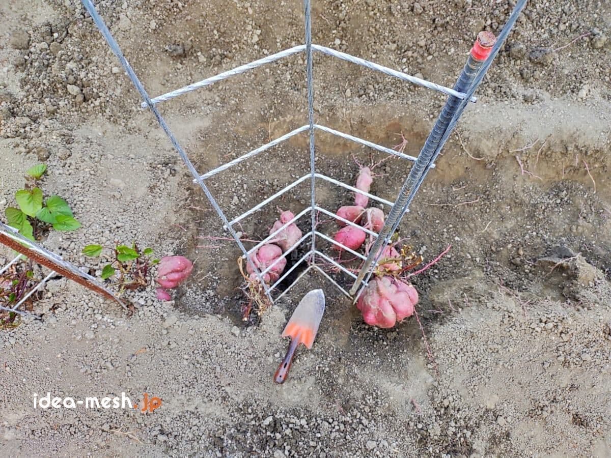 ※写真は専用支柱を手前上から見た状態（さつまいもを収穫中）