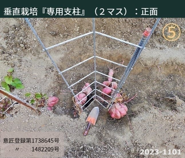垂直栽培『専用支柱』（２マス）：正面　※写真はさつまいもが土の中に埋まっている状態ですが正面からの撮影です。芋づるが取り除かれた『専用支柱』と移植ごて、まだ土に埋まっているさつまいもの状態より『専用支柱』がどのようになっているかが理解できます。