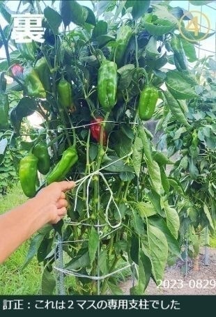 ピーマンが沢山収穫できている状態（専用支柱の裏側）