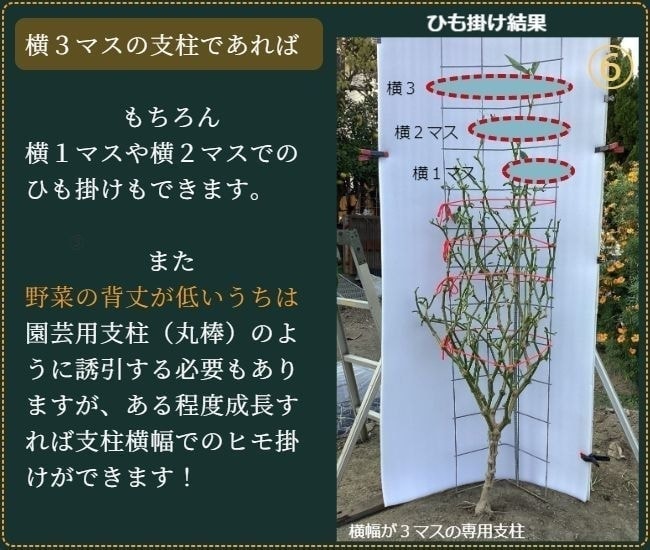 ヒモ掛けが済んだピーマンの葉を除去した状態（正面から）