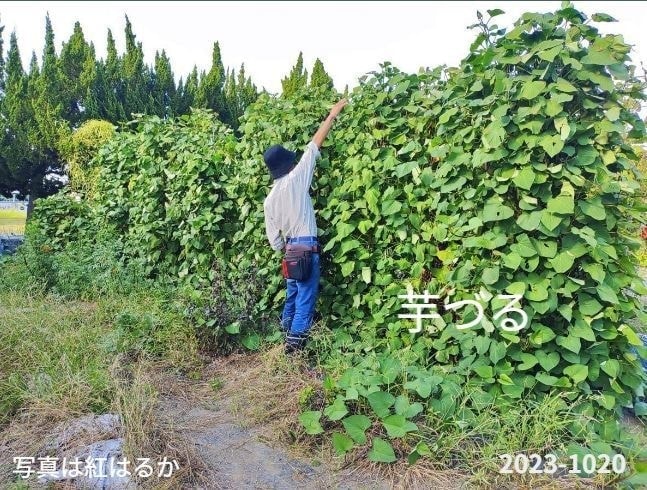 専用支柱で育ったさつまいもの芋ずる前に男性が一人立っている