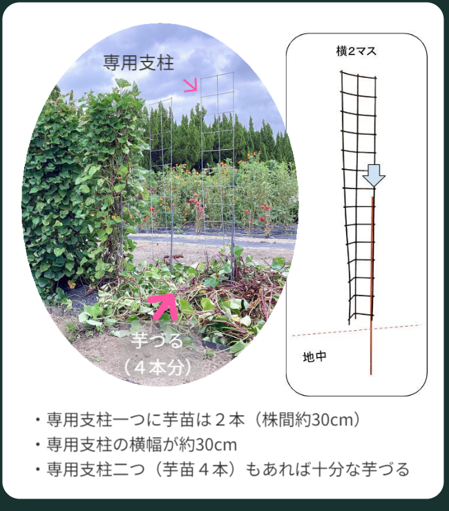 専用支柱二つには芋づるがまだ栽培されているが、残りの二つは芋づるが支柱の下に取り除かれた状態です。芋づるが除去される前後の状態と取り除かれた芋づるのボリュームが良く理解できます。専用支柱一つに芋苗は２本（株間約30cm）／専用支柱の横幅が約30cmです。