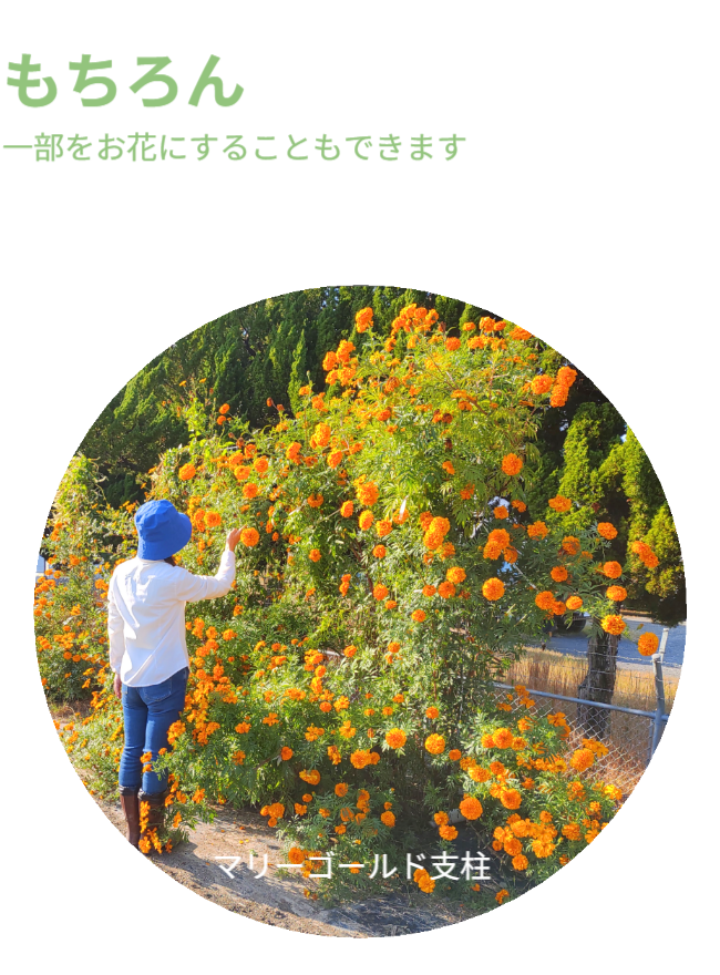 もちろん、一部をお花にすることもできます。※写真にはさつまいも垂直栽培「専用支柱」を使ったマリーゴールドの垂直栽培と女性を正面から見た状態が写っています。