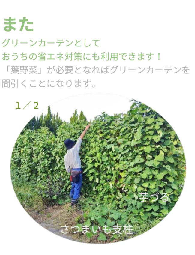 また、グリーンカーテンとして「おうちの省エネ対策」にも利用できます！「葉野菜」が必要となればグリーンカーテンを間引くことになります。※写真にはさつまいも垂直栽培「専用支柱」を使った芋づるの垂直栽培と男性を正面から見た状態が写っています。