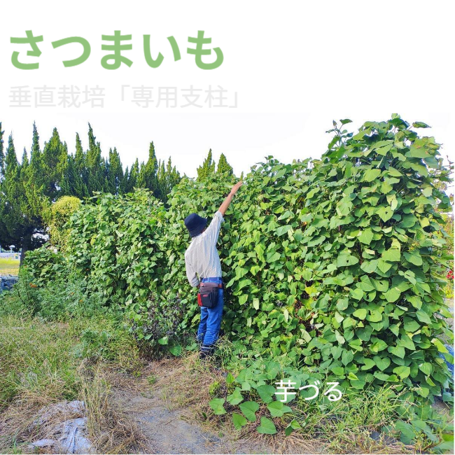 また、グリーンカーテンとして「おうちの省エネ対策」にも利用できます！「葉野菜」が必要となればグリーンカーテンを間引くことになります。※写真にはさつまいも垂直栽培「専用支柱」を使った芋づるの垂直栽培と男性を正面から見た状態が写っています。