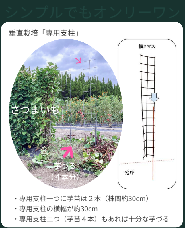 専用支柱二つには芋づるがまだ栽培されているが、残りの二つは芋づるが支柱の下に取り除かれた状態です。芋づるが除去される前後の状態と取り除かれた芋づるのボリュームが良く理解できます。専用支柱一つに芋苗は２本（株間約30cm）／専用支柱の横幅が約30cmです。