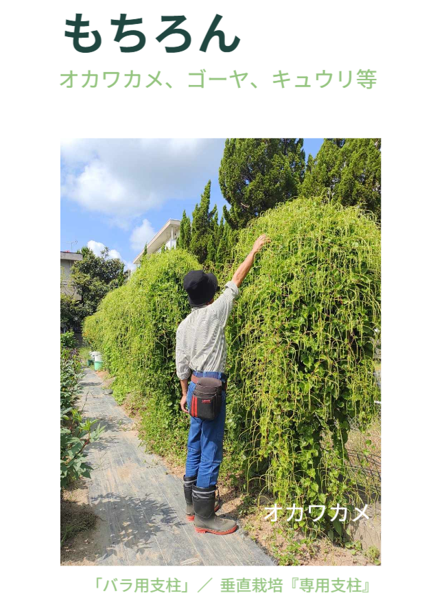 もちろん、一部をお花にすることもできます。※写真にはさつまいも垂直栽培「専用支柱」を使ったマリーゴールドの垂直栽培と女性を正面から見た状態が写っています。