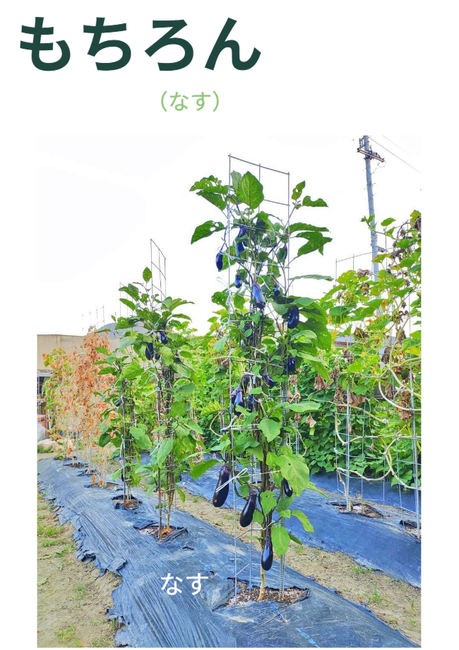 もちろん、一部をお花にすることもできます。※写真にはさつまいも垂直栽培「専用支柱」を使ったマリーゴールドの垂直栽培と女性を正面から見た状態が写っています。