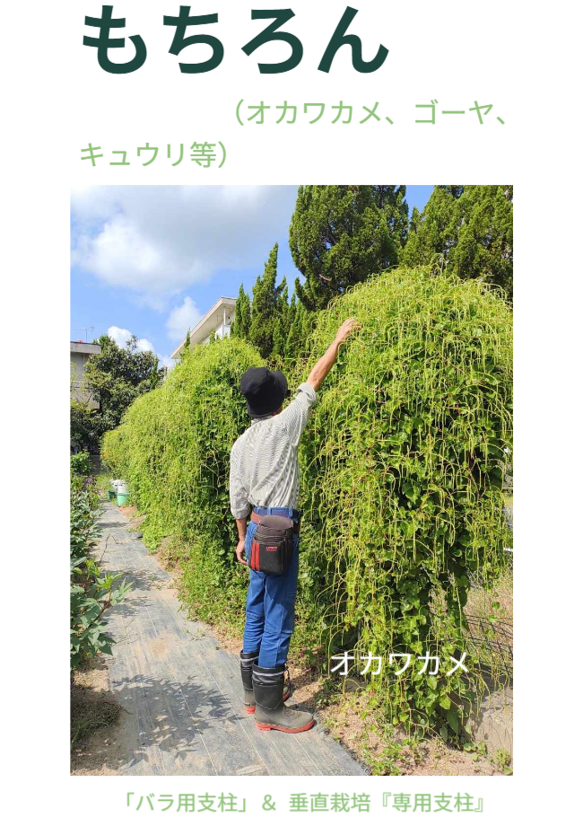 もちろん、一部をお花にすることもできます。※写真にはさつまいも垂直栽培「専用支柱」を使ったマリーゴールドの垂直栽培と女性を正面から見た状態が写っています。