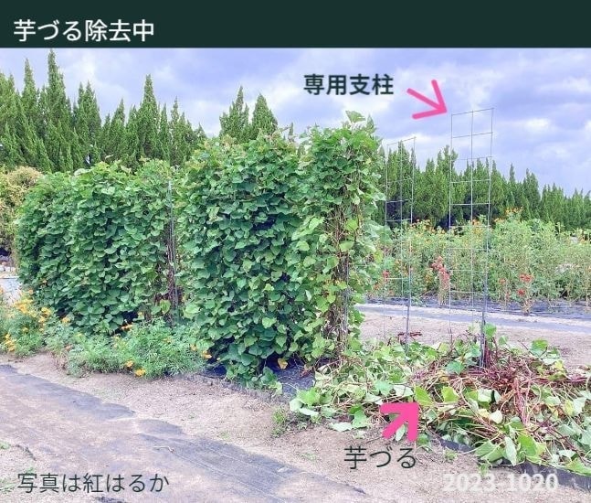 芋づる除去（中）※写真には芋づるが栽培中のものと芋づるが支柱の下に取り除かれた状態が写っています。芋づるが除去される前後の状態と取り除かれた芋づるのボリュームが良く理解できます。