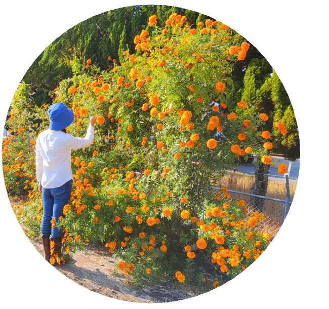 もちろん、一部をお花にすることもできます。※写真にはさつまいも垂直栽培「専用支柱」を使ったマリーゴールドの垂直栽培と女性を正面から見た状態が写っています。