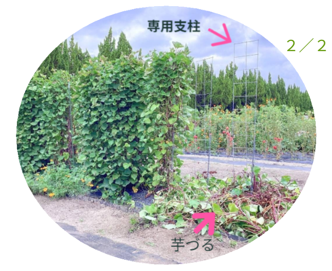 また、グリーンカーテンとして「おうちの省エネ対策」にも利用できます！「葉野菜」が必要となればグリーンカーテンを間引くことになります。※写真にはさつまいも垂直栽培「専用支柱」を使った芋づるの垂直栽培と男性を正面から見た状態が写っています。