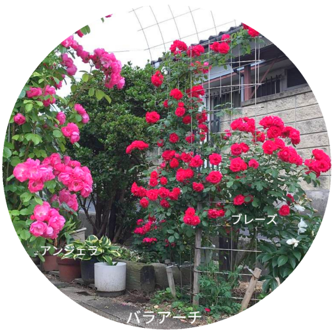 もちろん、一部をお花にすることもできます。※写真にはさつまいも垂直栽培「専用支柱」を使ったマリーゴールドの垂直栽培と女性を正面から見た状態が写っています。