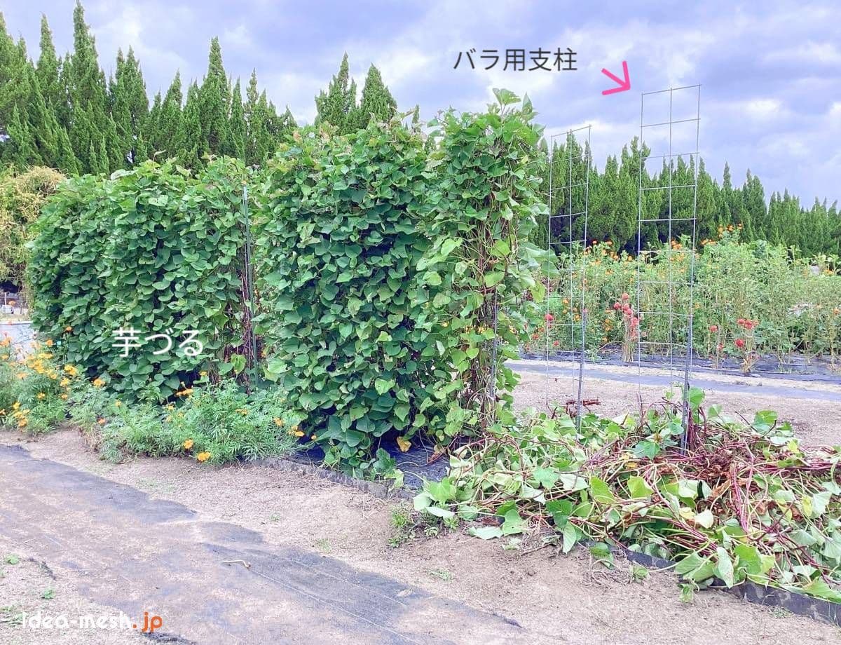 専用支柱を使ったさつまいもの垂直栽培の一部（芋ずる）が除去された状態