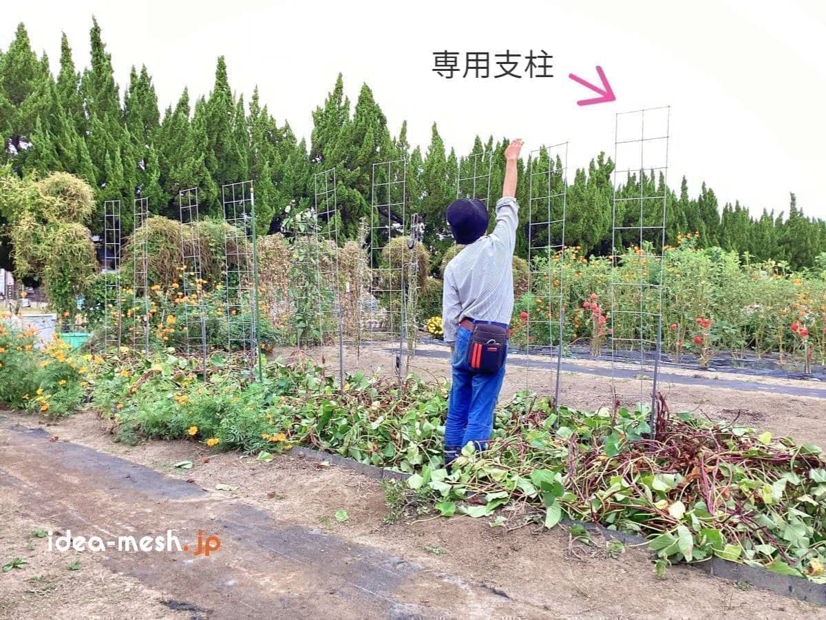 ※写真は垂直栽培『専用支柱』で育ったさつまいもの芋づるが無くなった前に男性が立っている状態